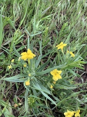 Lithospermum incisum