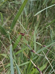Black Bog-sedge (Schoenus nigricans)