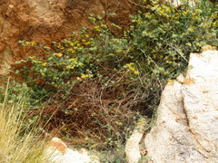 Acmispon brachycarpus