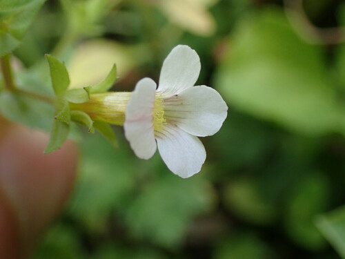 Gratiola viscidula, photograph 5
