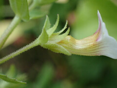 Gratiola viscidula, photograph (c) Evan M. Raskin, some rights reserved (CC BY)