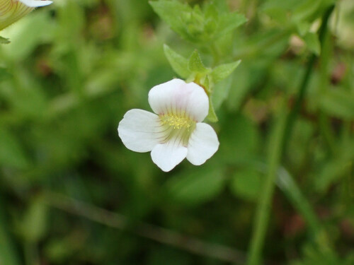 viscid hedge-hyssop (Gratiola viscidula)