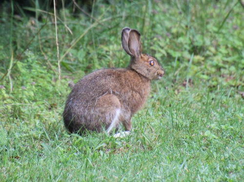 Snowshoe Hare photographed in West Virginia