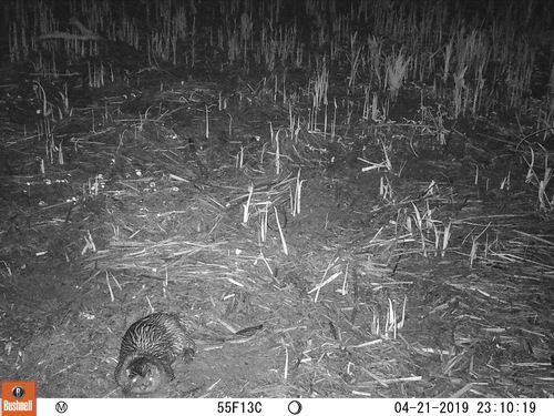 North American River Otter photographed in Delaware