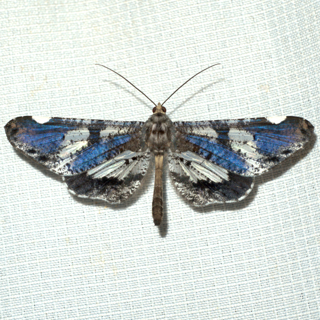 Macrosoma hyacinthina