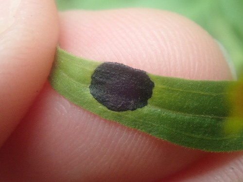 Euthamia leaf gall midge photo 3