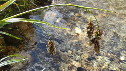 Ice sedge (Carex frigida)