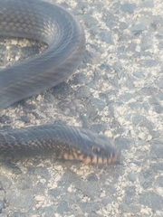 Dolichophis jugularis