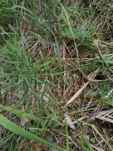Image of Thesium rostratum by (c) Vladimír Fuka, some rights reserved (CC BY)
