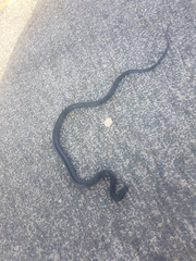 Dolichophis jugularis