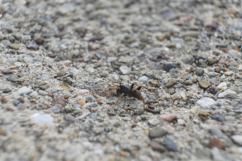 Allocosa funerea photo 5