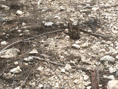 Chordeiles gundlachii