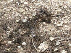 Chordeiles gundlachii