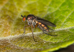 Dolichopus ungulatus