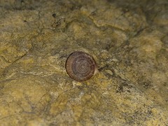 Oestophorella buvinieri