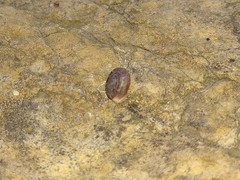 Oestophorella buvinieri