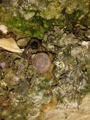 Oestophorella buvinieri