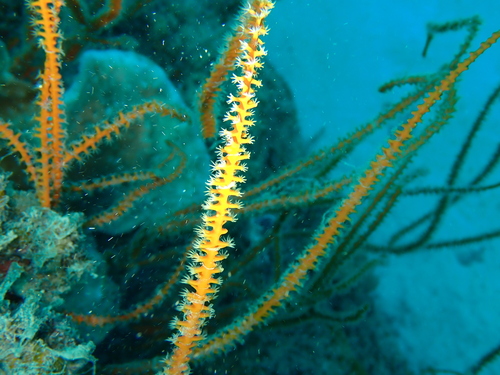 Representative image of Viminella