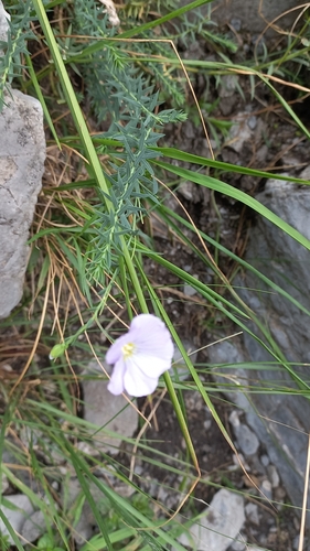 Image of Linum alpinum by (c) frangp, some rights reserved (CC BY)