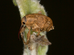 Curculio venosus