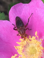 Hammerschmidtia