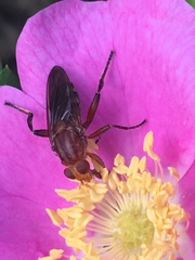 Hammerschmidtia