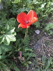 Papaver rhoeas