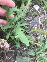 Papaver rhoeas