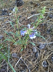 Penstemon
