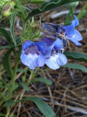 Penstemon