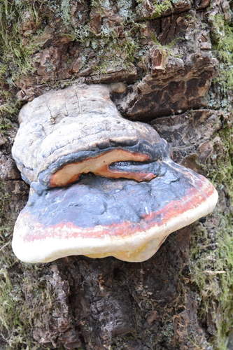 Fomitopsis mounceae