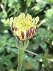 Urospermum dalechampii