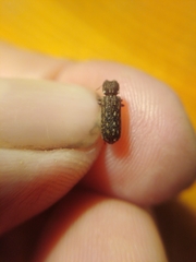 Lichenophanes varius