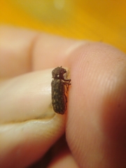 Lichenophanes varius