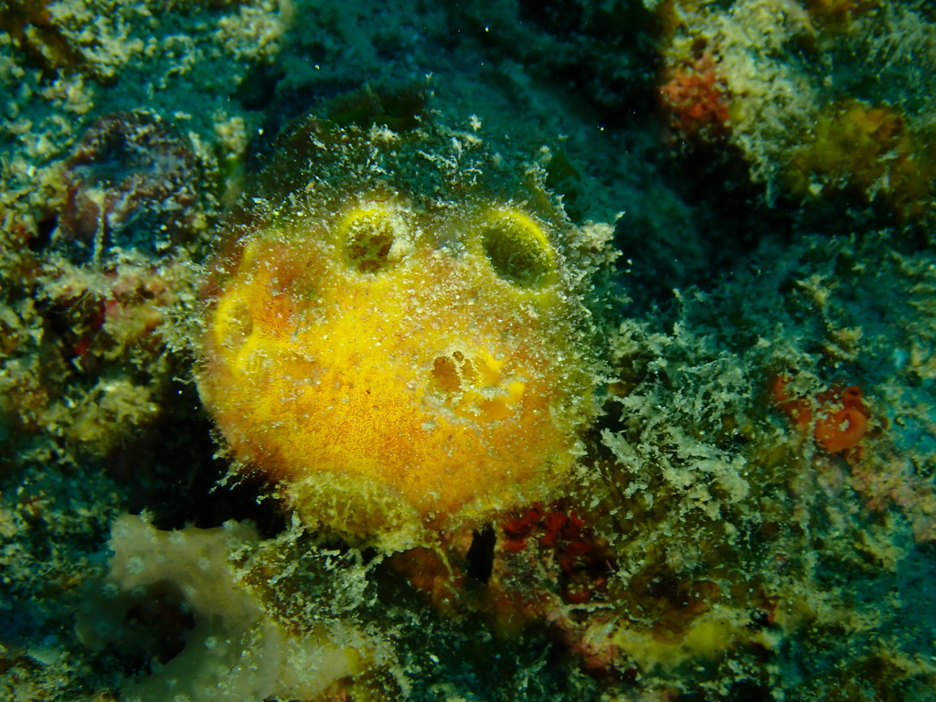 Golf Ball Sponge