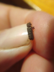 Lichenophanes varius