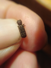 Lichenophanes varius