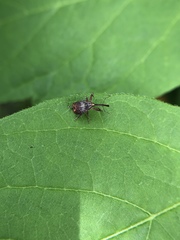 Anthonomus quadrigibbus