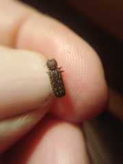 Lichenophanes varius