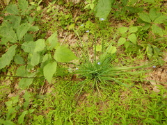 Sisyrinchium mucronatum