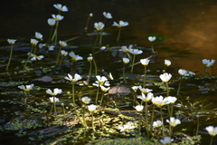 Ranunculus fluitans