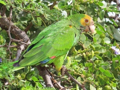 Amazona barbadensis