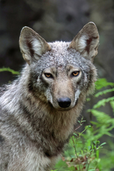 Eastern Wolf photo 3