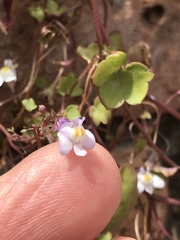 Cymbalaria muralis