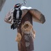 Northern Downy Woodpecker - Photo (c) Doug Macaulay, some rights reserved (CC BY), uploaded by Doug Macaulay