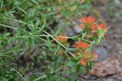 Castilleja hispida hispida