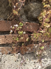 Cymbalaria muralis