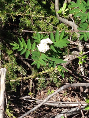 Sorbus sitchensis