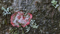 Herpothallon
