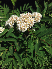 Sorbus sitchensis